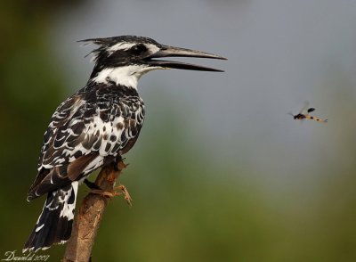 pied_kingfisher