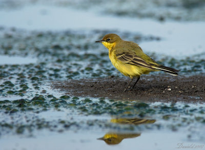 yellow wagtail