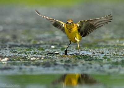 yellow wagtail