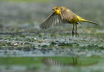 yellow wagtail