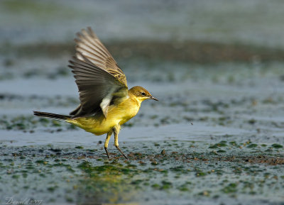 yellow wagtail