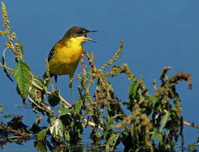 yellow wagtail