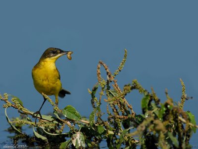 yellow wagtail