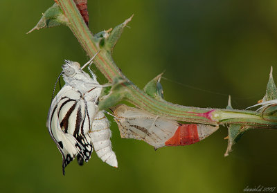 new butterfly 2