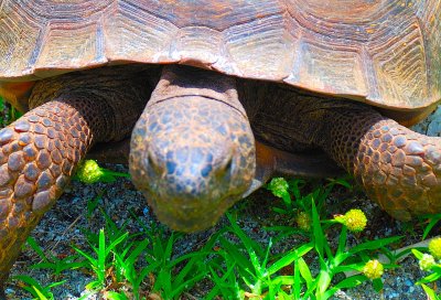 Gopher Tortoise