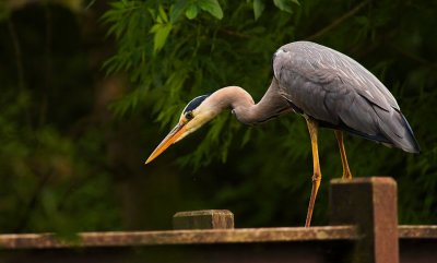 GBH on a bridge