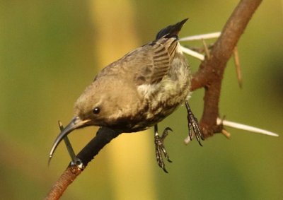 Amethyst Sunbird (f)