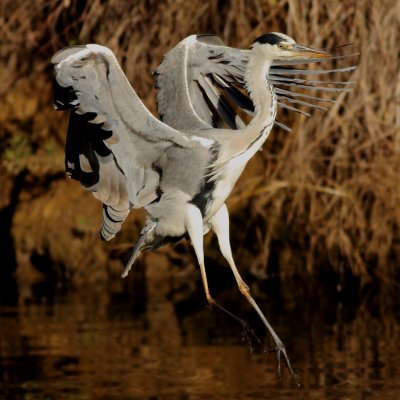 Grey Heron