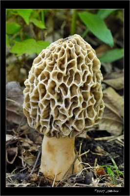 Fun With Fungi - Morel Mushroom