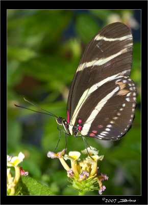 Zebra Longwing