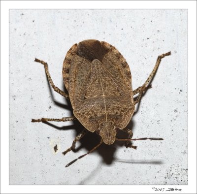 Brown Stink Bug