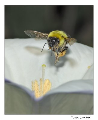 Bee In Flight 1