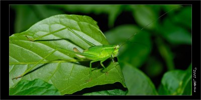 A Bugscape - Katydid In Green