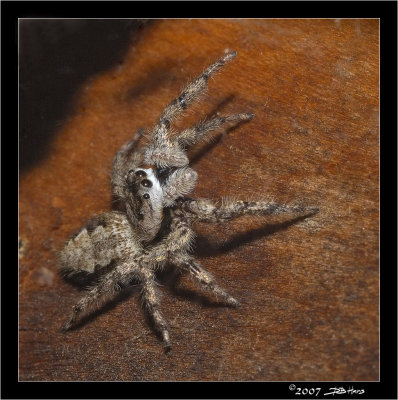 Jumping Spider