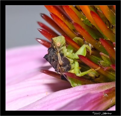 Ambush Bug On Purple Coneflower