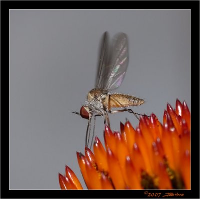 Male Dance Fly (Empis livida) 1
