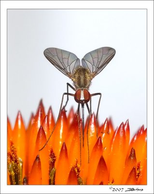 Male Dance Fly (Empis livida) 3