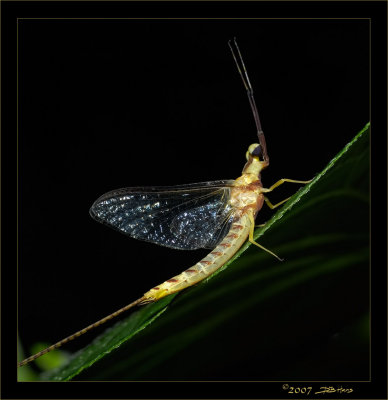 Mayfly