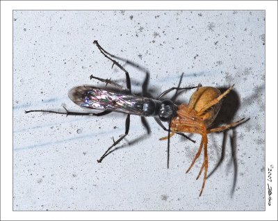 Small Wasp With Prey
