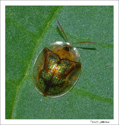 Milkweed Tortoise Beetle