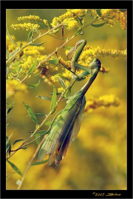 Praying Mantis On Goldenrod