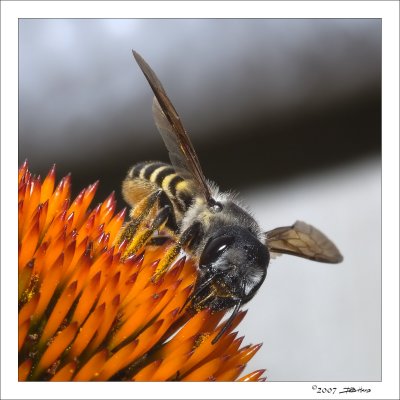 Bee