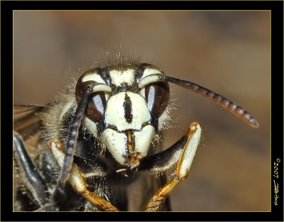Bald Face Hornet