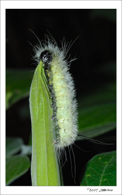 Caterpillar