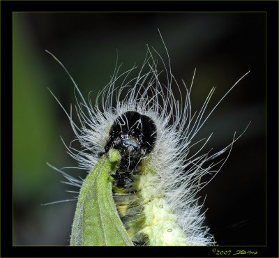 Caterpillar Face