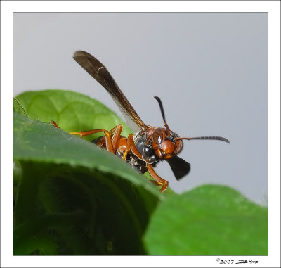 Red Wasp