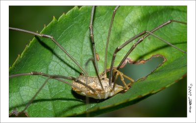 Harvestmen (Opiliones)