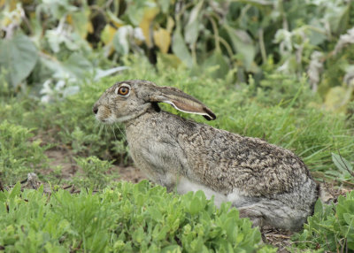 Jackrabbit, Port Aransas Golf Course