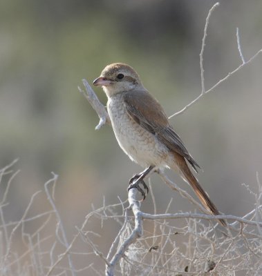 Isabelline Shrike