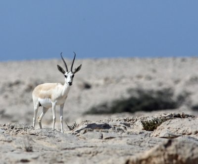 Arabian Gazelle