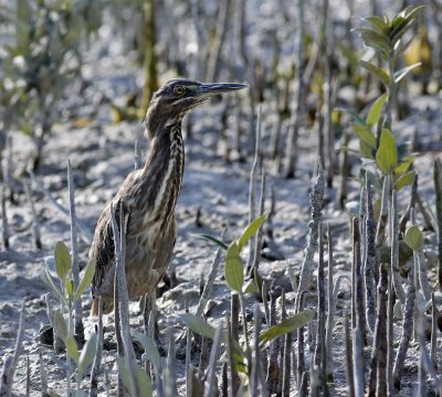 Striated Heron