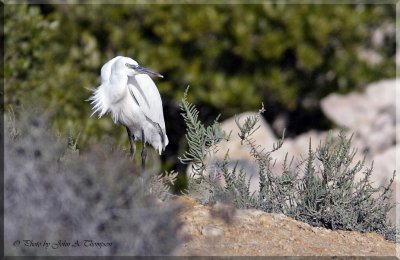 Egret