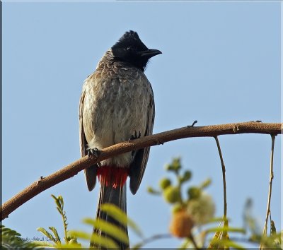 Red-Vented Bulbul