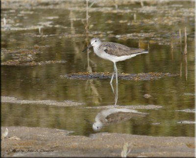 Green Shank