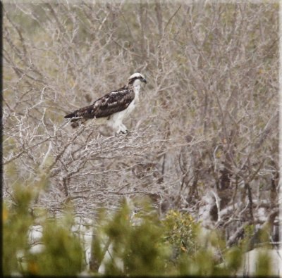 Osprey