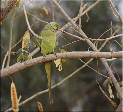 Ring-necked Parakeet.jpg