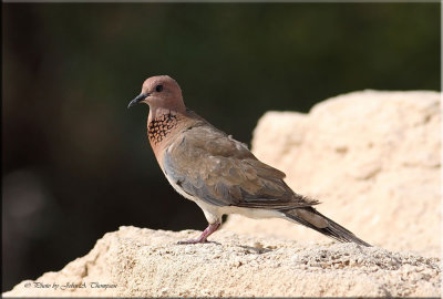 Laughing-Dove.