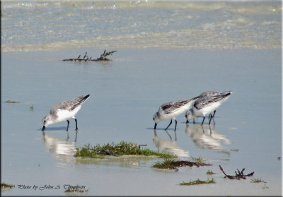 Sanderling