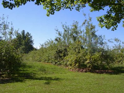 orchard0710110013.JPG