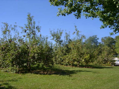 orchard0710110016.JPG