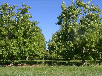 orchard0710110023.JPG