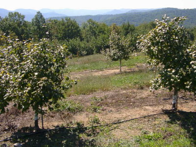 orchard0710120010.JPG