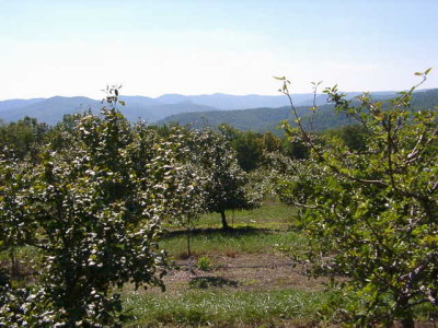 orchard0710120012.JPG
