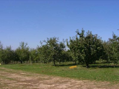 orchard0710120013.JPG