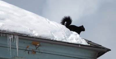 One spectator had a great vantage point!