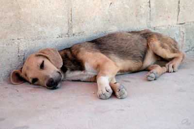 Let Sleeping Dogs Lie